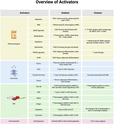 Weighing in on the role of brown adipose tissue for treatment of obesity